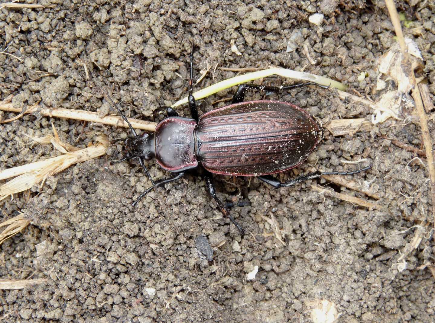 Carabus morbillosus constantinus